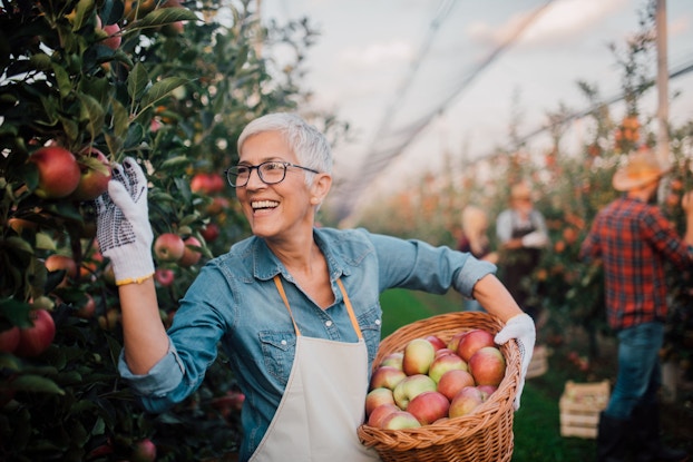 A mature woman is smiling while she picks apples from an orchard. She is wearing an apron and holding a basket of apples in her left hand.