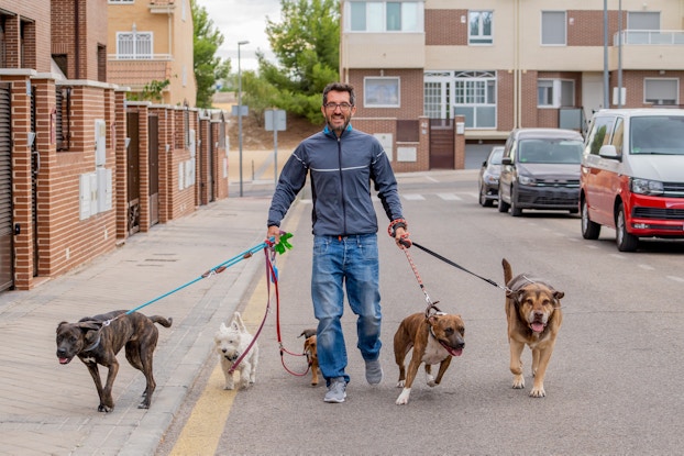 A man walks five dogs on leashes through a neighborhood. The man wear glasses, jeans, and a navy blue windbreaker. The dog is a different breed and each has a different-colored leash.